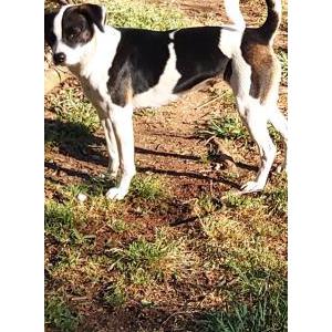 Image of Gerty, Lost Dog
