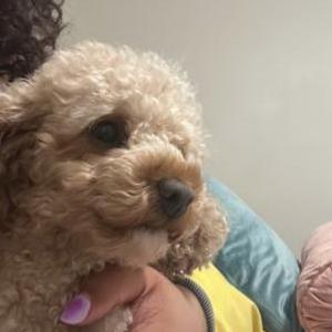 Image of Coco, Lost Dog
