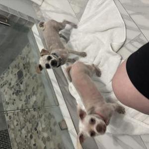Image of Unknown, Found Dog