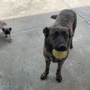 Image of Peppa, Lost Dog