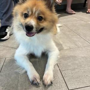 Image of Unknown, Found Dog