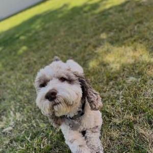 Image of Panda, Lost Dog