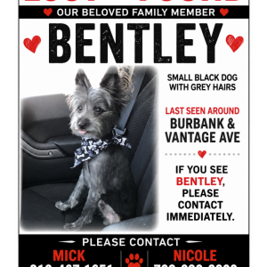 Image of Bentley, Lost Dog