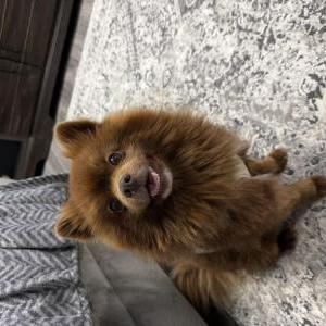 Image of Chocolate, Lost Dog