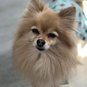 Image of Tuty, Lost Dog