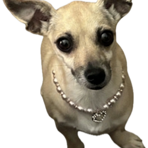 Image of Maybelline, Lost Dog