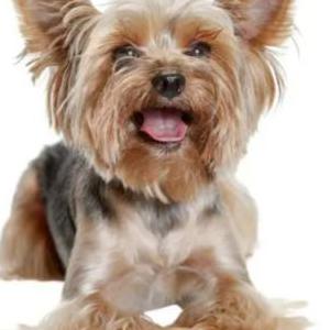 Lost Dog Po)o