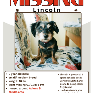 Image of Lincoln, Lost Dog