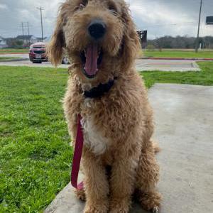 Image of Pearl, Lost Dog