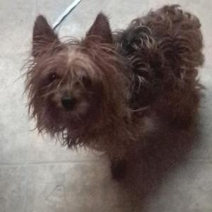 Image of MISTY, Lost Dog