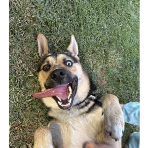 Image of Unknown, Found Dog
