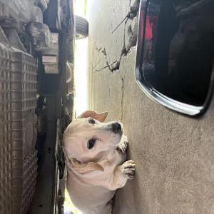 Image of Unknown, Found Dog