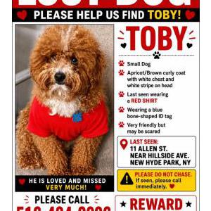 Image of Toby, Lost Dog