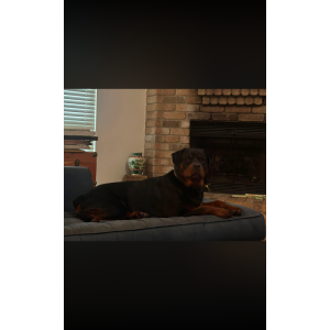 Image of Doss, Lost Dog