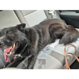 Image of Unknown, Found Dog