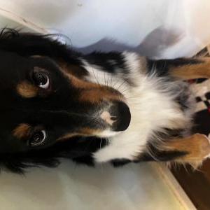 Image of Ali, Lost Dog