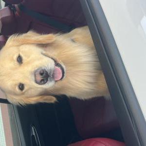 Lost 1 Levi (California)