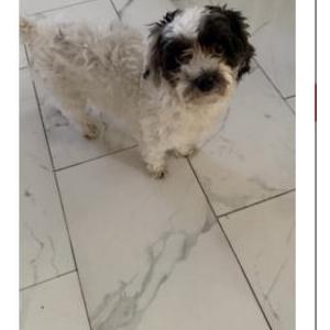 Image of Lucy, Lost Dog