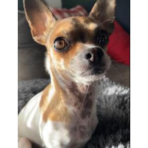 Image of Taco, Lost Dog