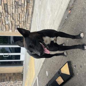 Image of Unknown, Found Dog