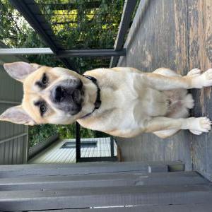 Image of Caesar, Lost Dog