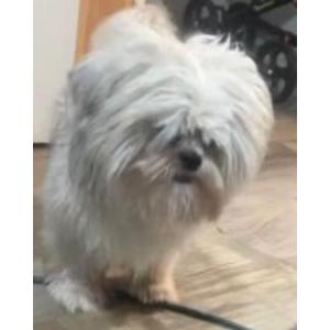 Image of Max, Lost Dog