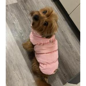 Image of Amber, Lost Dog