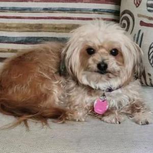 Image of Biscuit, Lost Dog