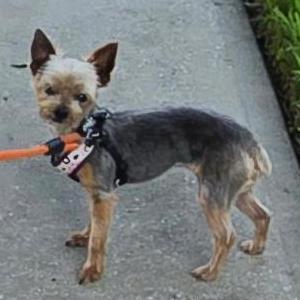 Image of Bella, Lost Dog