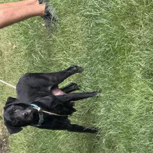 Found Dog Unknown