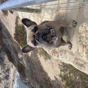 Image of Sunshine, Lost Dog