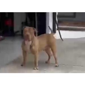 Image of Tank, Lost Dog