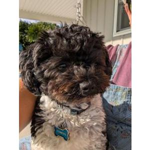 Image of Stitch, Lost Dog