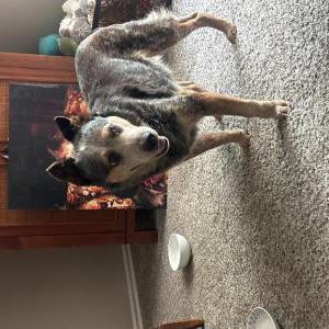 Image of Unknown, Found Dog