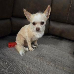 Image of Traviesa, Lost Dog