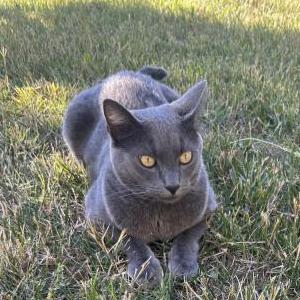 Lost 2 Mikki (California)