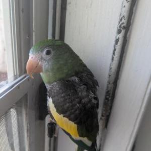 Lost 3 Valentino (NY)
