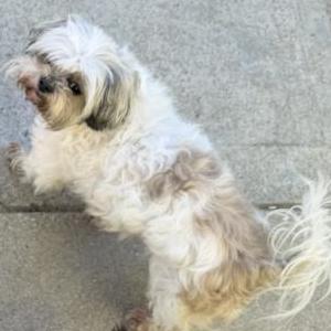 Image of Kobe, Lost Dog