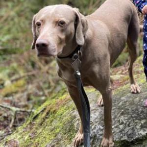 Image of Cora, Lost Dog