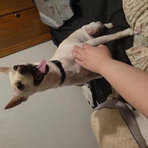 Image of Creme, Lost Dog