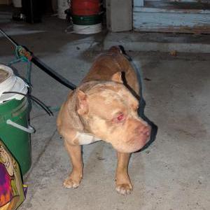 Image of Spade, Found Dog