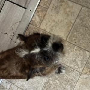 Image of Pablo, Lost Dog