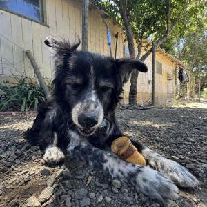 Image of Kayla, Lost Dog