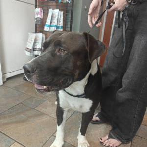 Image of Whisper, Found Dog