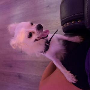 Image of Not sure, Lost Dog