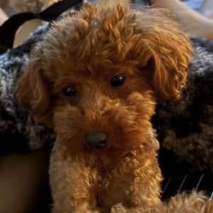 Image of Nala, Lost Dog