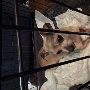 Image of Unknown, Found Dog