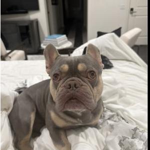 Image of Fetty, Lost Dog