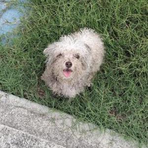 Image of Mya, Lost Dog