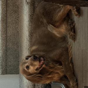 Image of Unknown, Lost Dog